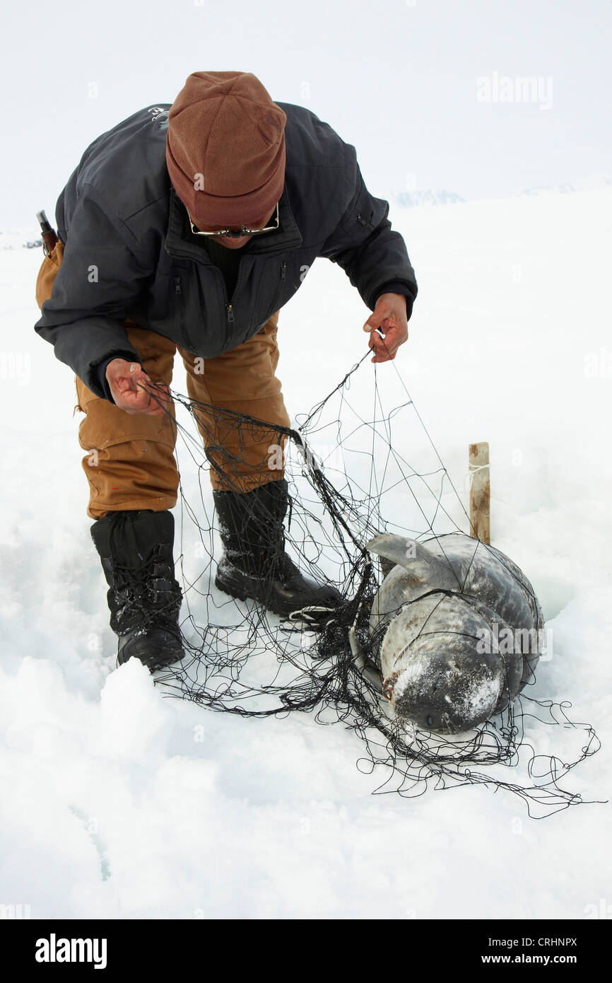 Guarnizione inanellato (Phoca hispida), Inuit in corrispondenza di un foro di ghiaccio svolgendo una guarnizione braccati dalla rete, Groenlandia, Ostgroenland, Tunu, Kalaallit Nunaat, Scoresbysund, Kangertittivag, Kap Tobin, Ittoqqortoormiit Foto Stock