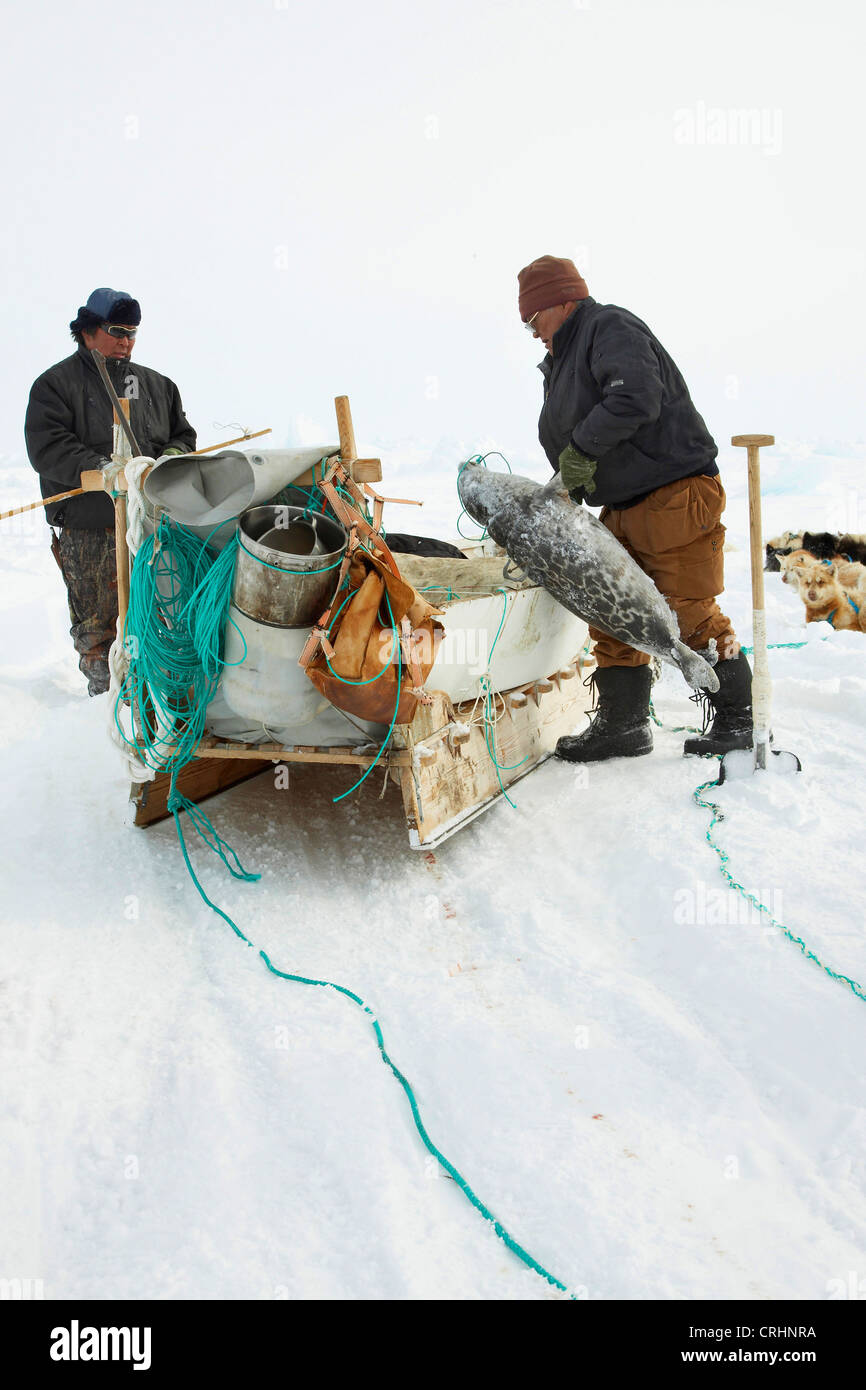 Guarnizione inanellato (Phoca hispida), Inuit mettendo una guarnizione morto sulla slitta trainata da cani, Groenlandia, Ostgroenland, Tunu, Kalaallit Nunaat, Scoresbysund, Kangertittivag, Kap Tobin, Ittoqqortoormiit Foto Stock