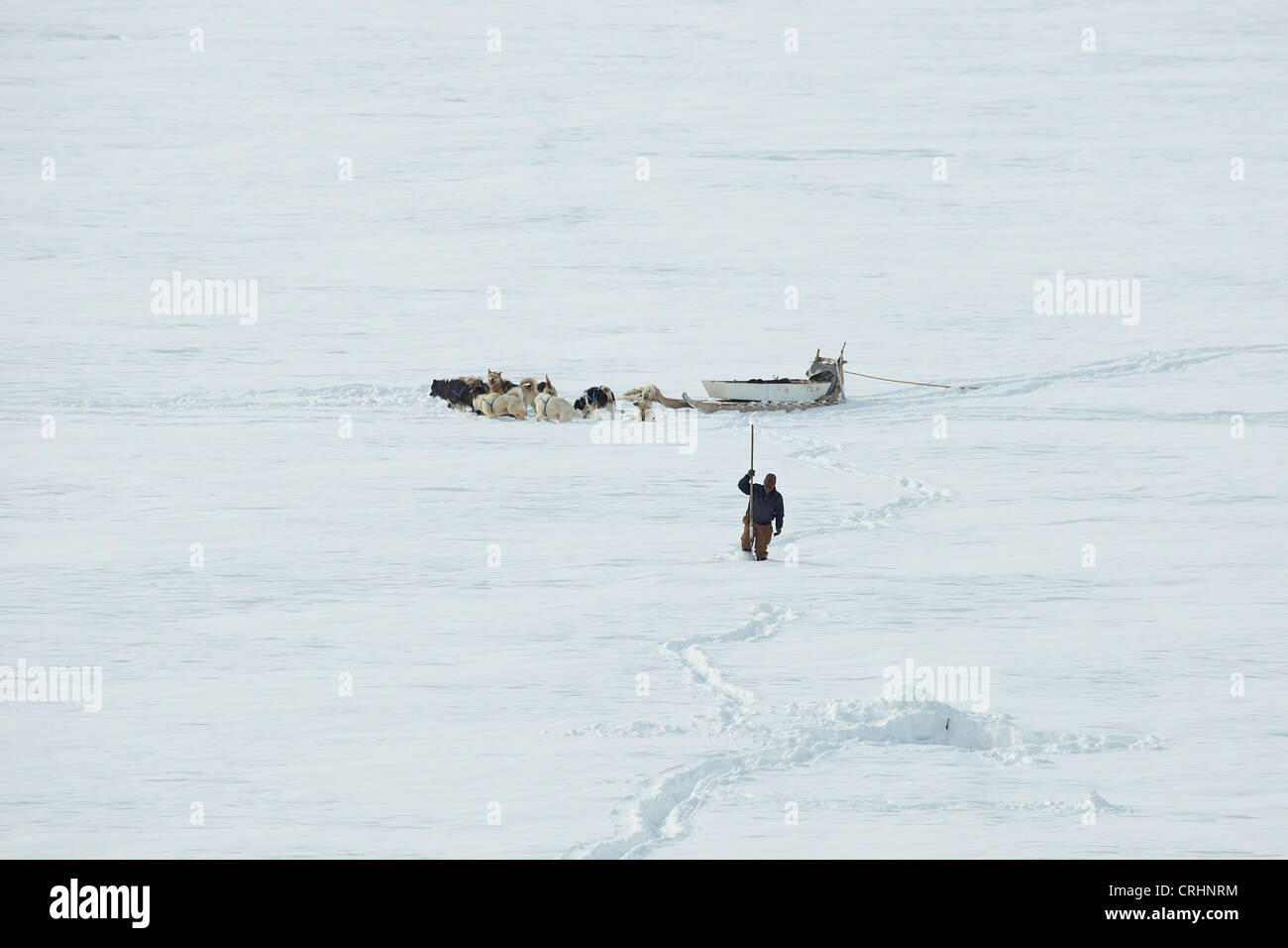 La Groenlandia cane (Canis lupus f. familiaris), sigillante Inuit lascia la slitta trainata da cani dietro e passeggiate al foro di ghiaccio con una lancia, Groenlandia, Ostgroenland, Tunu, Kalaallit Nunaat, Scoresbysund, Kangertittivag, Kap Tobin, Ittoqqortoormiit Foto Stock