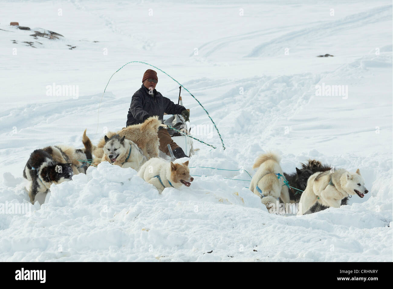 La Groenlandia cane (Canis lupus f. familiaris), Inuit in sella a una slitta trainata da cani, oscillando la sua frusta, Groenlandia, Ostgroenland, Tunu, Kalaallit Nunaat, Scoresbysund, Kangertittivag, Kap Tobin, Ittoqqortoormiit Foto Stock