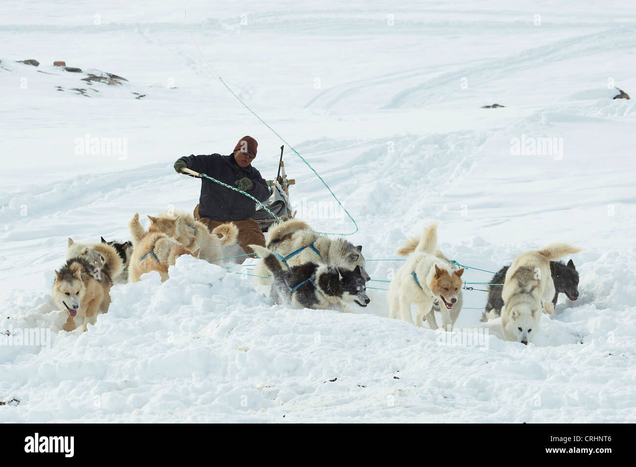 La Groenlandia cane (Canis lupus f. familiaris), Inuit in sella a una slitta trainata da cani, oscillando la sua frusta, Groenlandia, Ostgroenland, Tunu, Kalaallit Nunaat, Scoresbysund, Kangertittivag, Kap Tobin, Ittoqqortoormiit Foto Stock