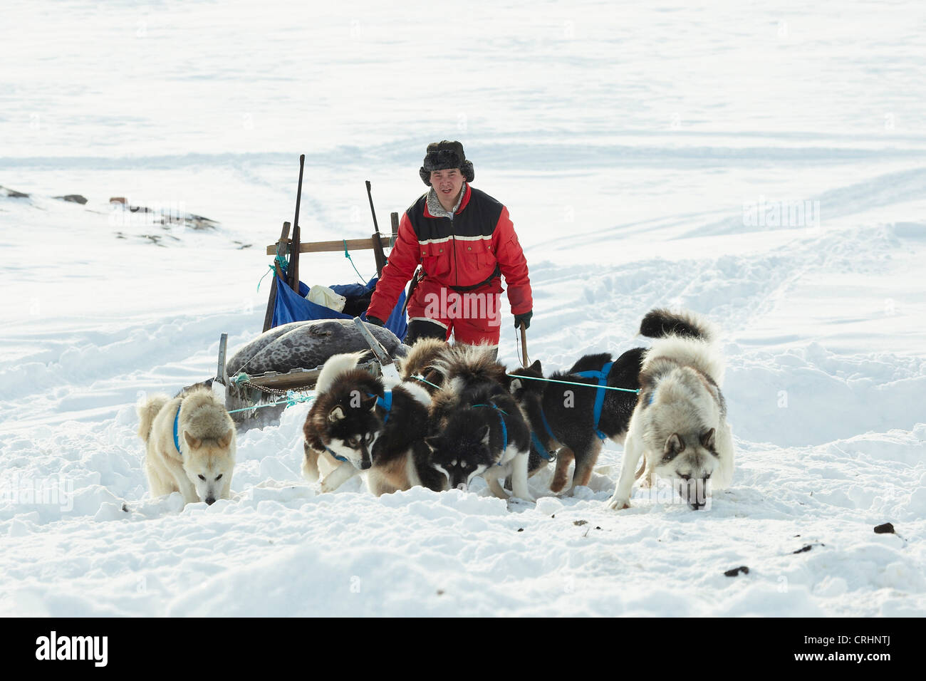 La Groenlandia cane (Canis lupus f. familiaris), sigillante di trasportare due morti guarnizioni sulla sua slitta trainata da cani, Groenlandia, Ostgroenland, Tunu, Kalaallit Nunaat, Scoresbysund, Kangertittivag, Kap Tobin, Ittoqqortoormiit Foto Stock