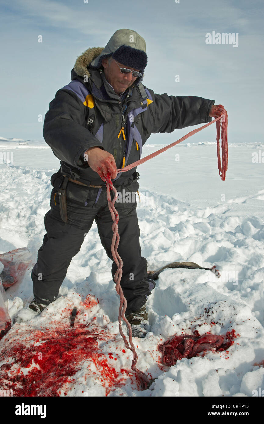 Sigillante Inuit nella neve con i resti di una guarnizione di tenuta braccati e scavate fino in Groenlandia, Ostgroenland, Tunu, Kalaallit Nunaat, Scoresbysund, Kangertittivag, Kap Tobin, Ittoqqortoormiit Foto Stock