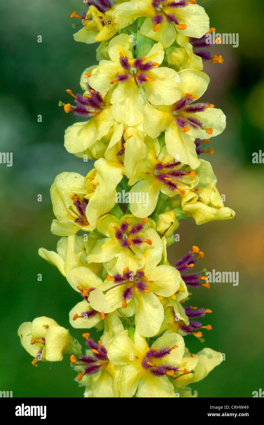 DARK MULLEIN Molène nigrum (Scrophulariaceae) Foto Stock