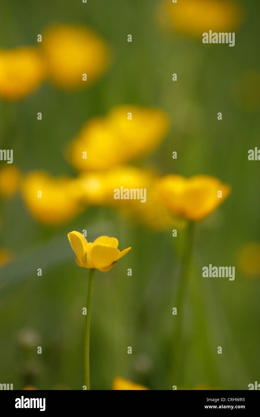 Prato di creeping renoncules (Ranunculus repens), Black Isle, Highlands, Scotland, Regno Unito Foto Stock