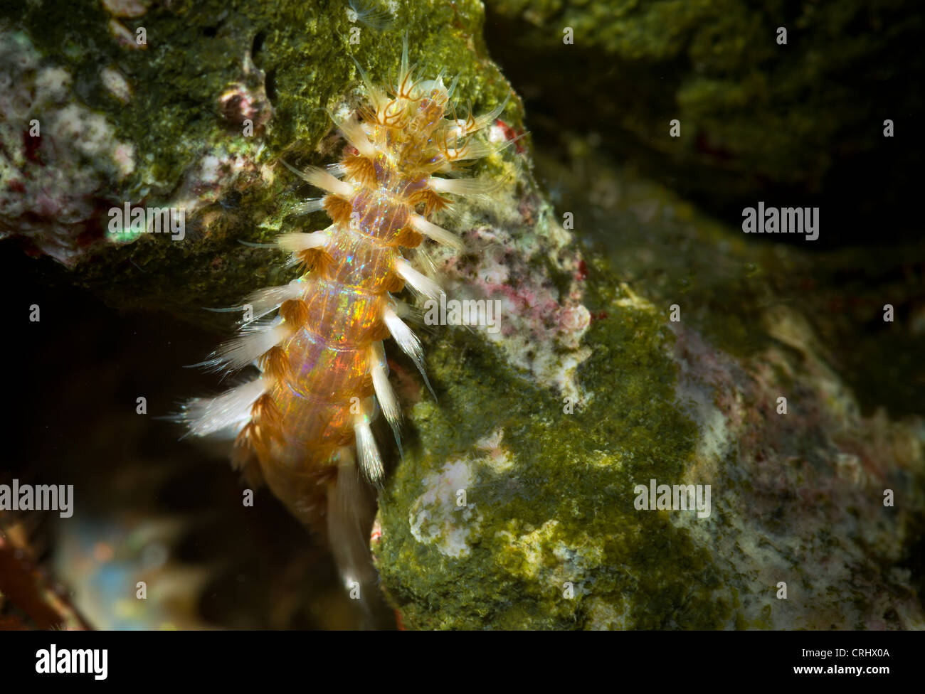Palolo Errantia setole worm worm scala Coral reef fireworm vermi mobile sale marino di acqua salata acqua di mare acquario del serbatoio Foto Stock