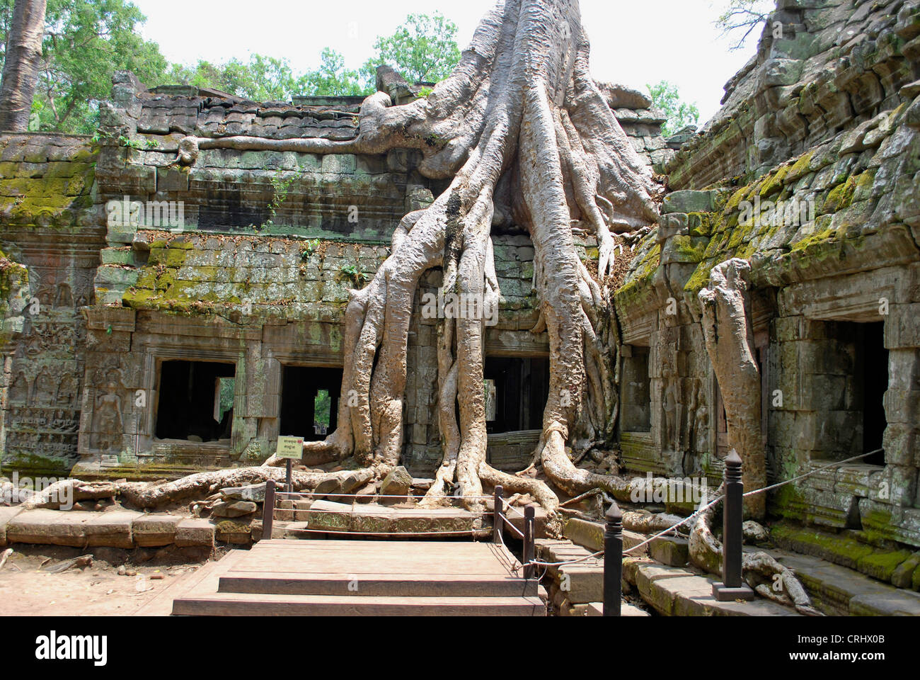 Albero che cresce su pareti di Ta Prohm in rovina-complesso di Angkor, Cambogia Foto Stock