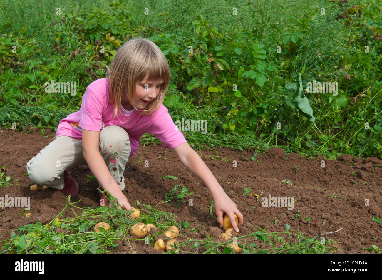 Piccola ragazza havesting patate su un acro, Germania Saar Foto Stock