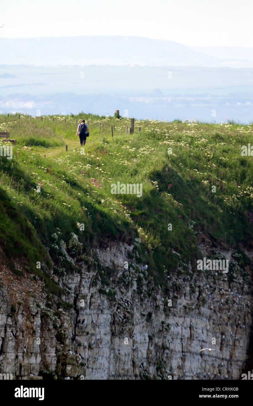 Il camminatore solitario, escursionista bird watcher camminando lungo Bempton Cliffs, giugno. Foto Stock