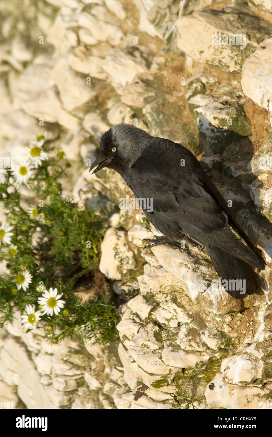 Taccola (Corvus monedula) sulle scogliere sul mare a Bempton Cliffs. Foto Stock