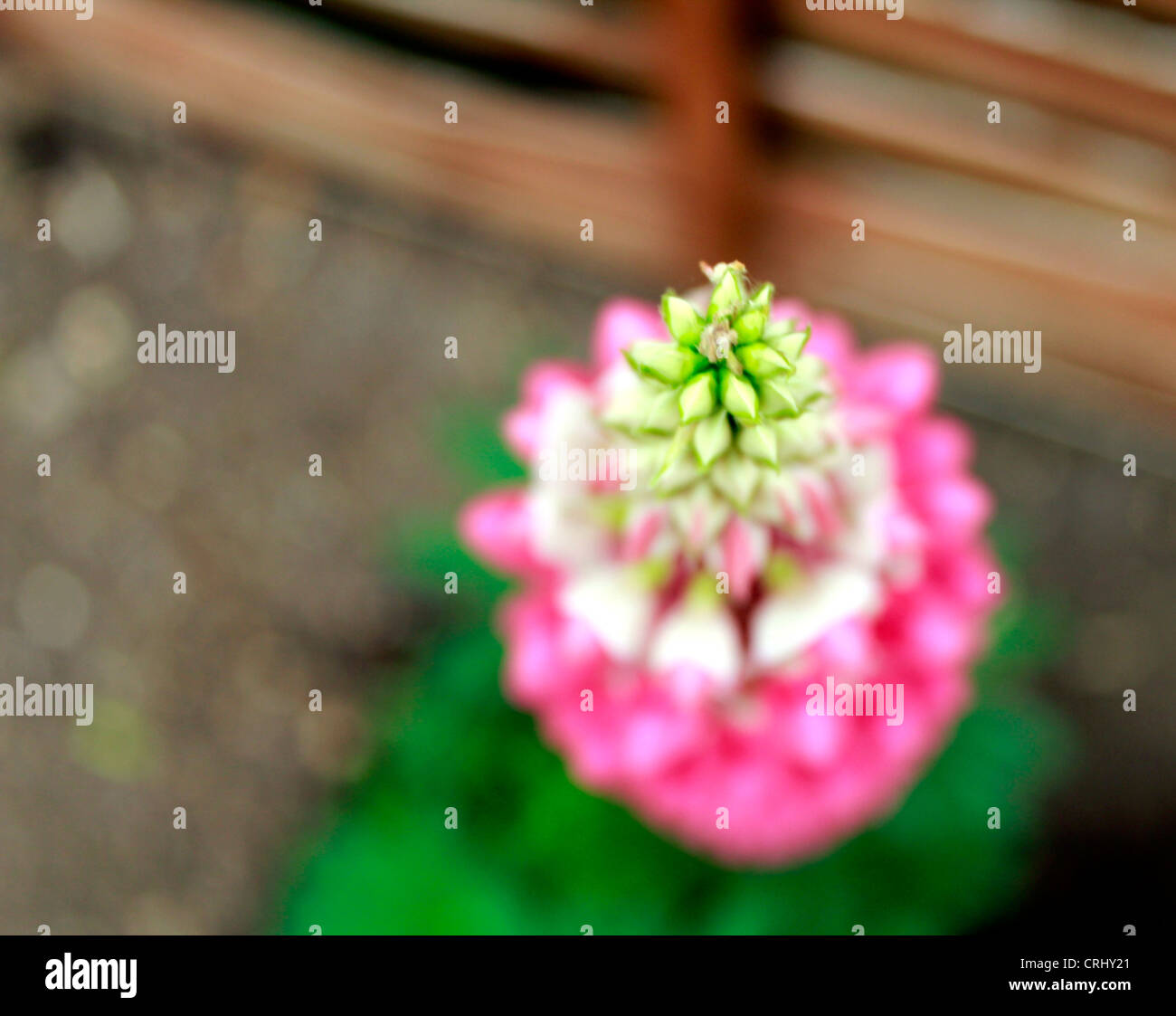 Lupinus, comunemente noto come i lupini o lupini in piena fioritura. Lupin Foto Stock