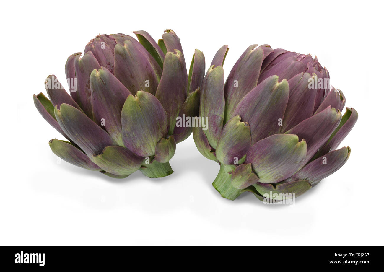 Due carciofi su sfondo bianco Foto Stock