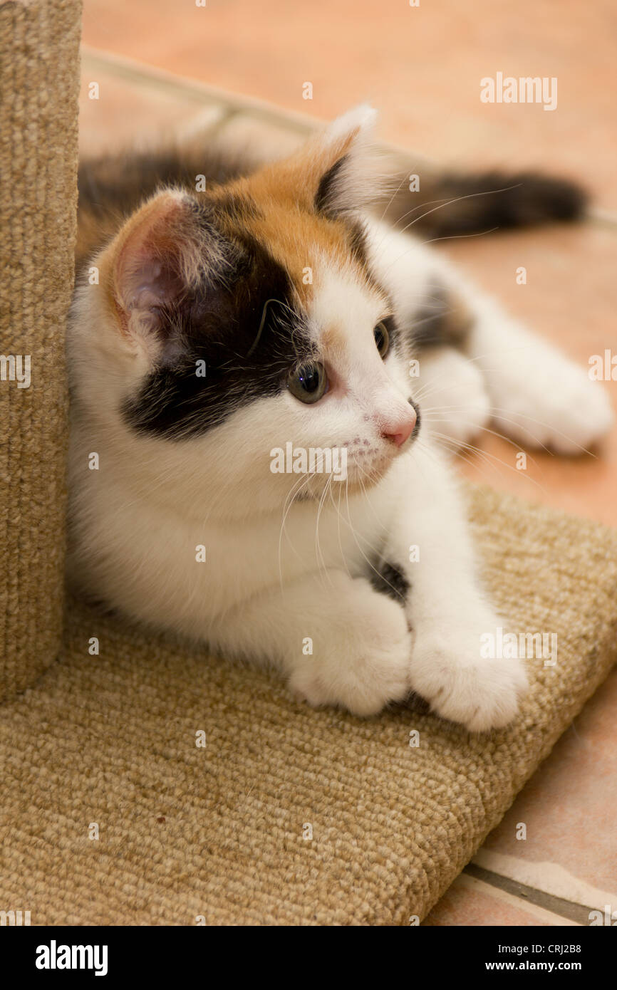 Bianco marrone e nero gattino Foto Stock