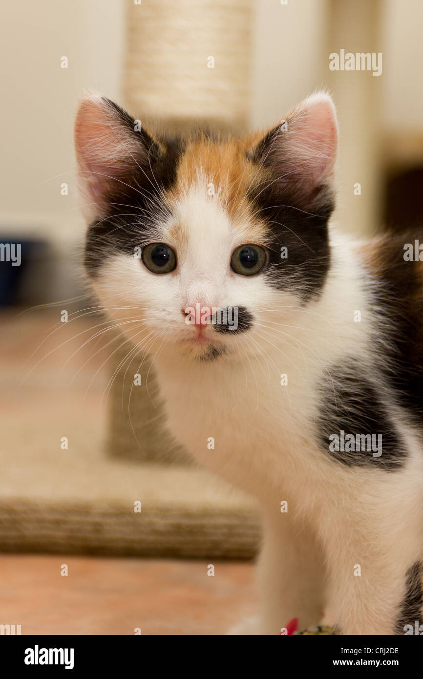 8 settimana vecchio bianco marrone e nero gattino Foto Stock