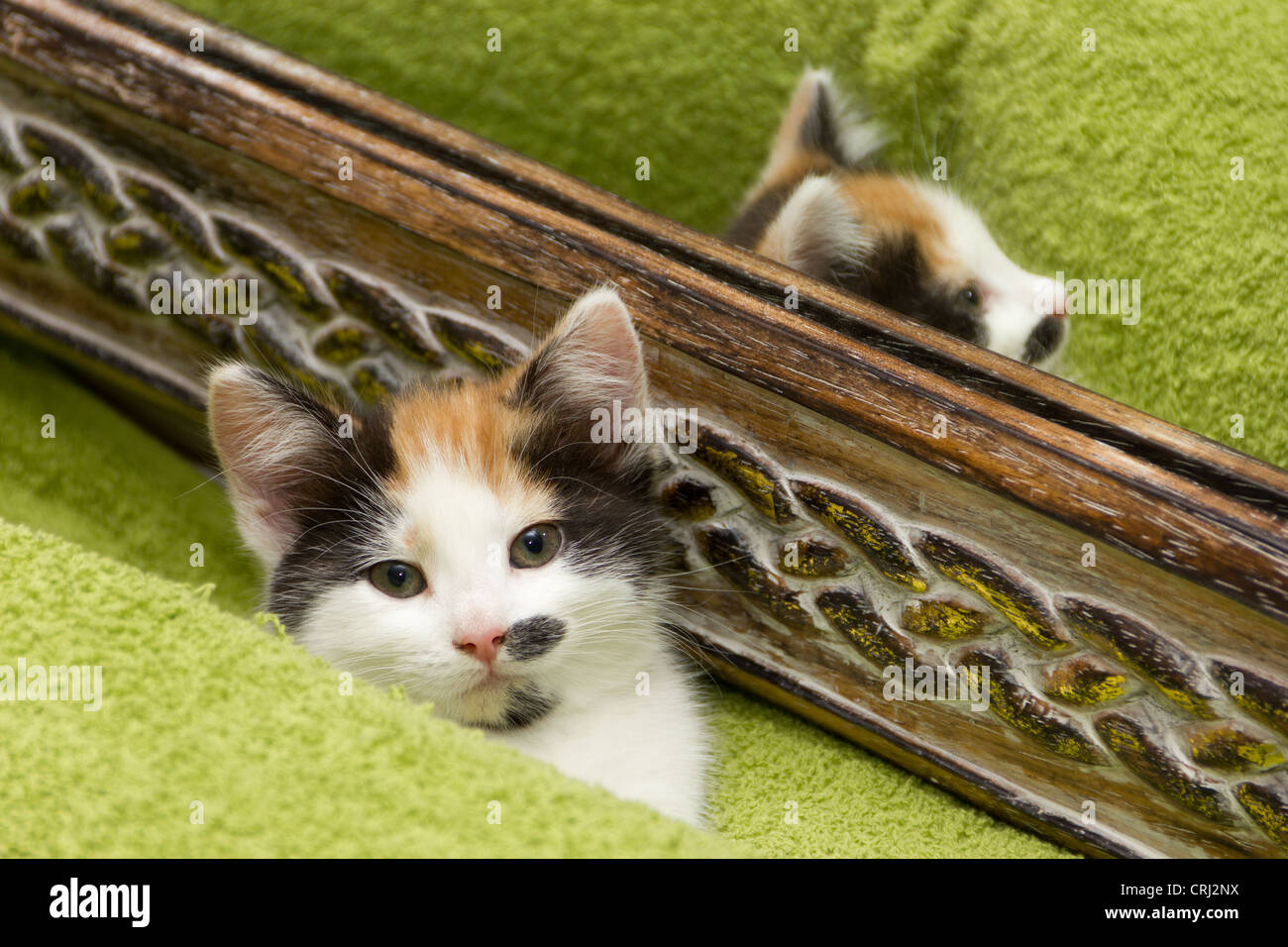 8 settimane vecchio cucciolo Foto Stock