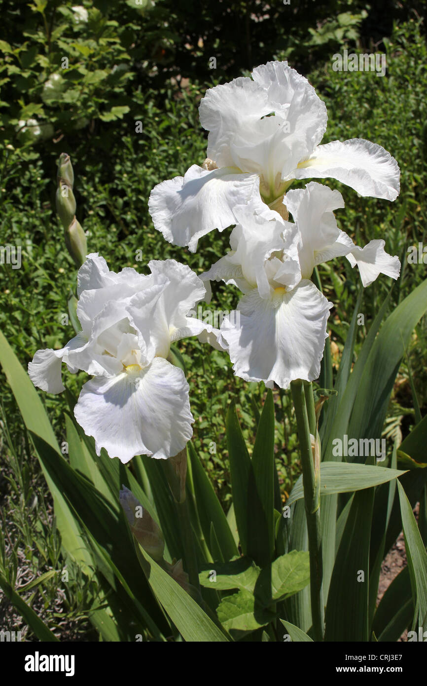 Bandiera bianca Iris Foto Stock