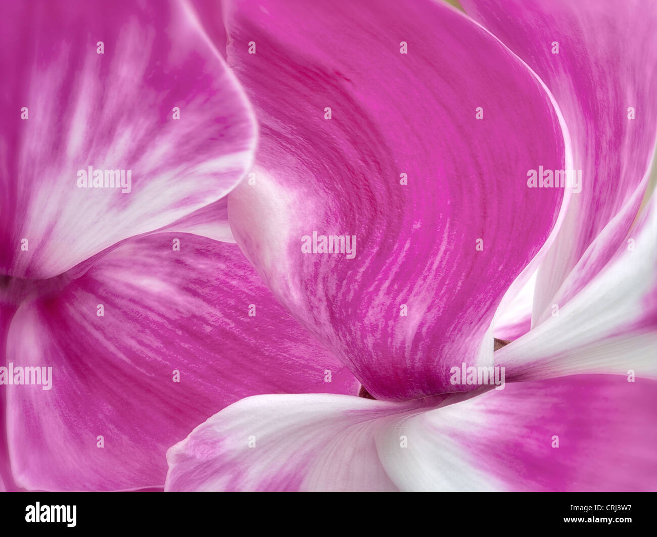 Close up di ciclamino fiore. Oregon Foto Stock