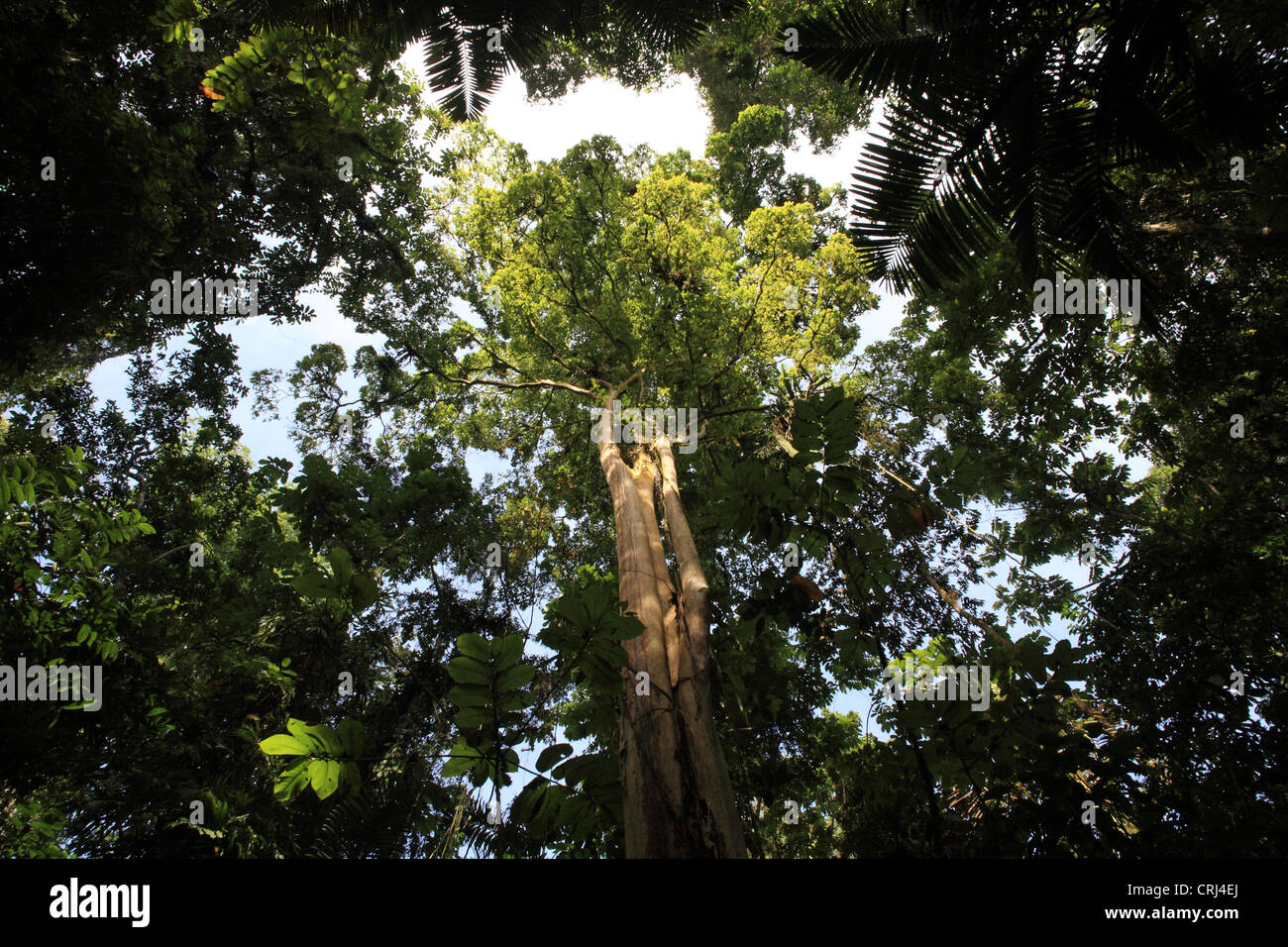 Ebano (Ceiba pentandra) nella foresta pluviale. La Selva la Stazione Biologica, Costa Rica. Agosto 2011. Foto Stock