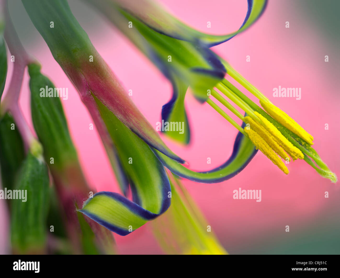 Close up Billbegla Regina le lacrime del fiore. Oregon Foto Stock