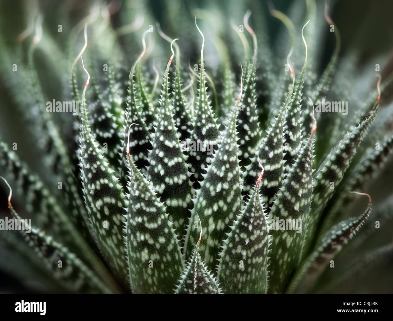 Close up Zebra/punti di perla impianto. Oregon Foto Stock