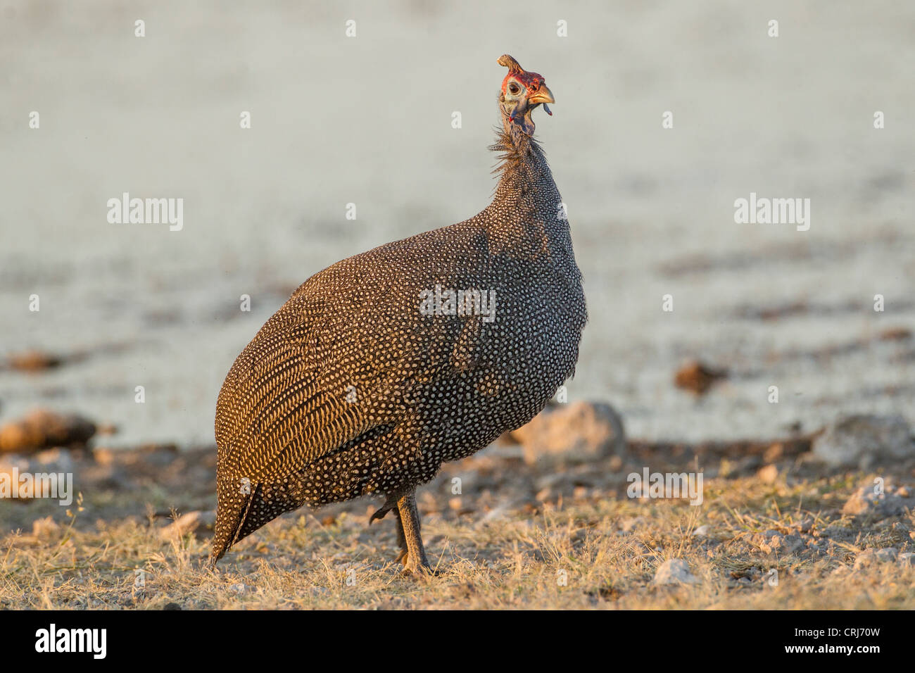 Helmeted faraone (Numida meleagris) nel Parco Nazionale di Etosha, Namibia. Foto Stock