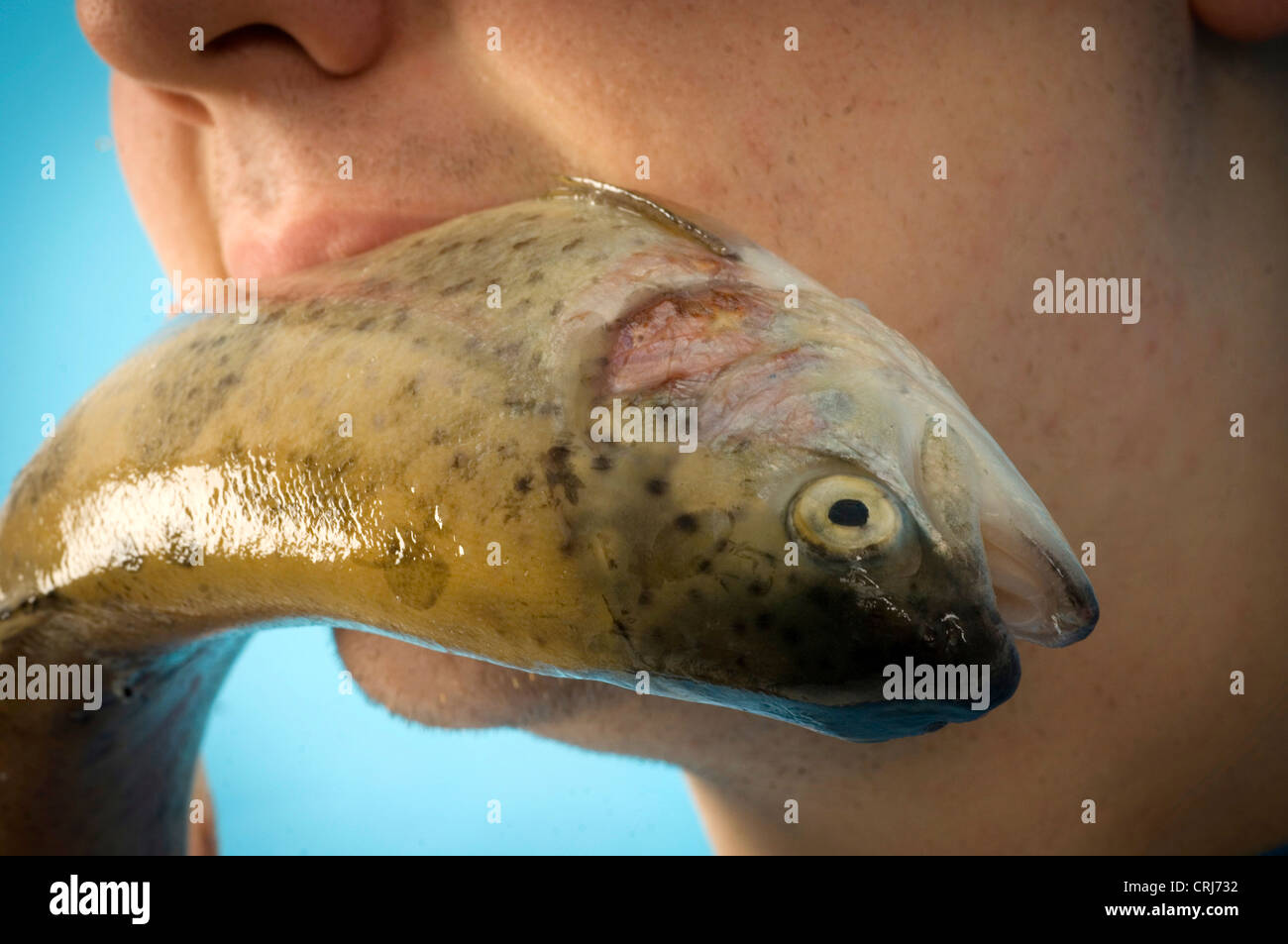 Close up di un giovane con un pesce crudo nella sua bocca. Molti studi medici circa i benefici per la salute degli acidi grassi omega 3 incentrato sul pesce come fonte primaria. Foto Stock