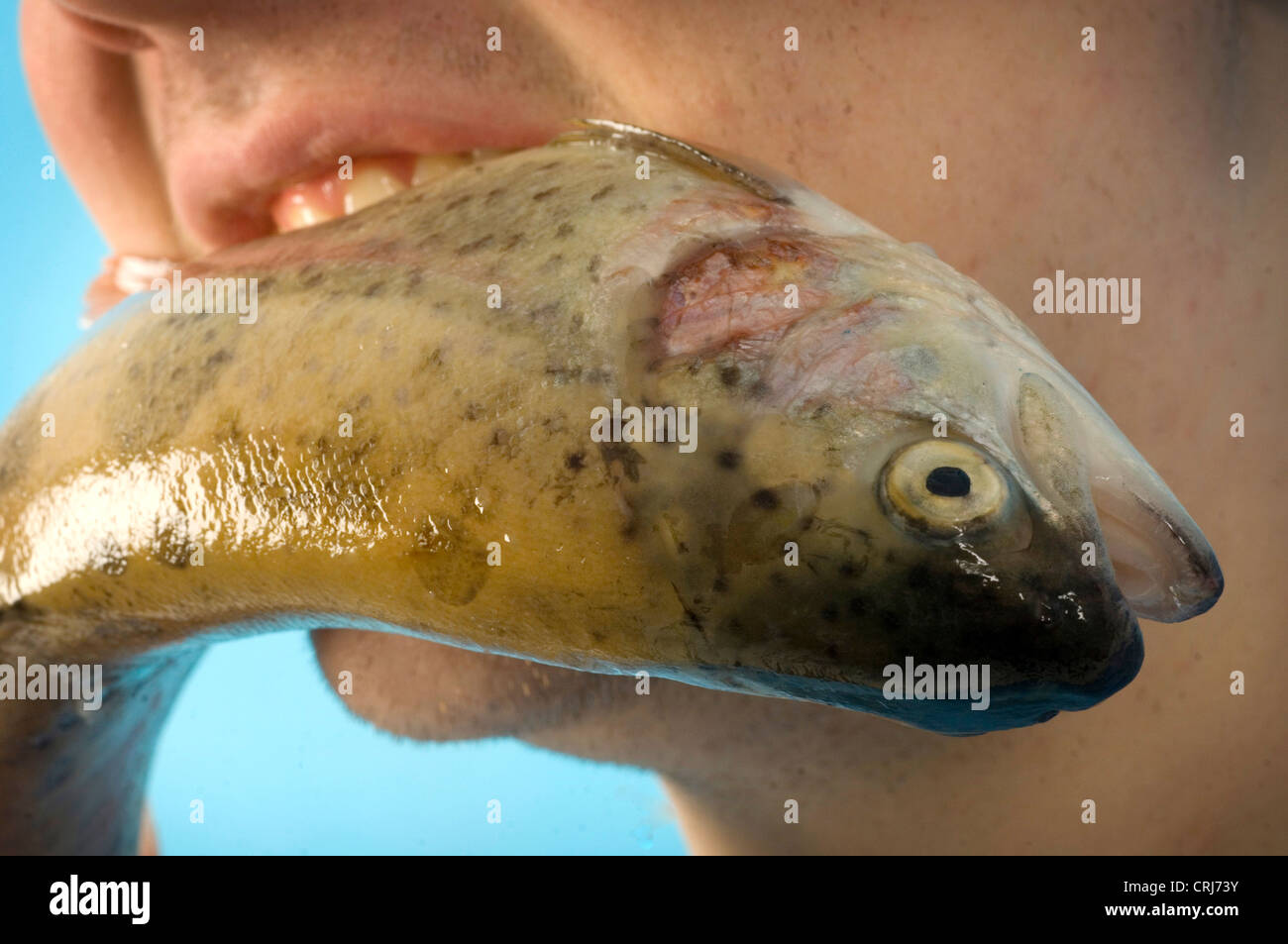 Close up di un giovane con un pesce crudo nella sua bocca. Molti studi medici circa i benefici per la salute degli acidi grassi omega 3 incentrato sul pesce come fonte primaria. Foto Stock