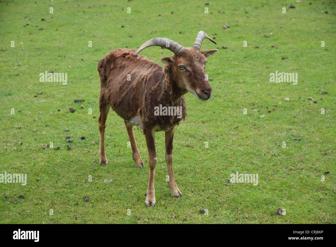 Castlemilk moorit ovini Foto Stock