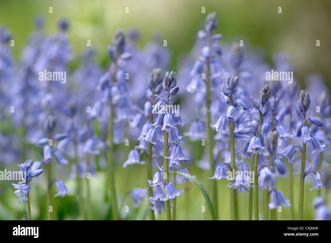 Bluebells nei boschi Foto Stock