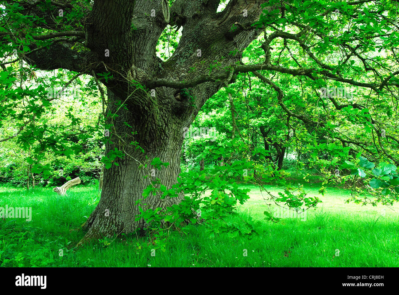 Una matura quercia in leaf estate REGNO UNITO Foto Stock