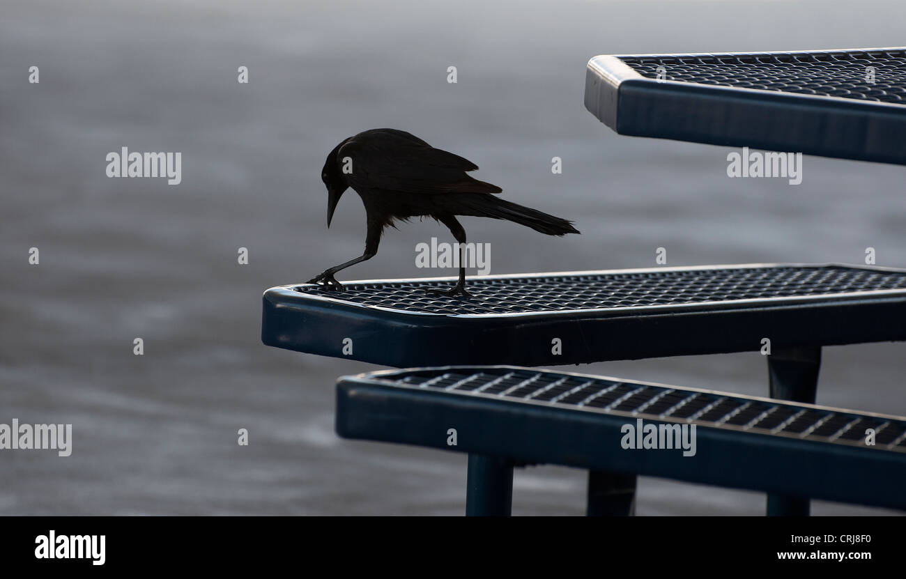American crows sono sempre più numerosi nelle città e nelle aree urbane, per lavaggio ghiottonerie di sostentamento. Foto Stock
