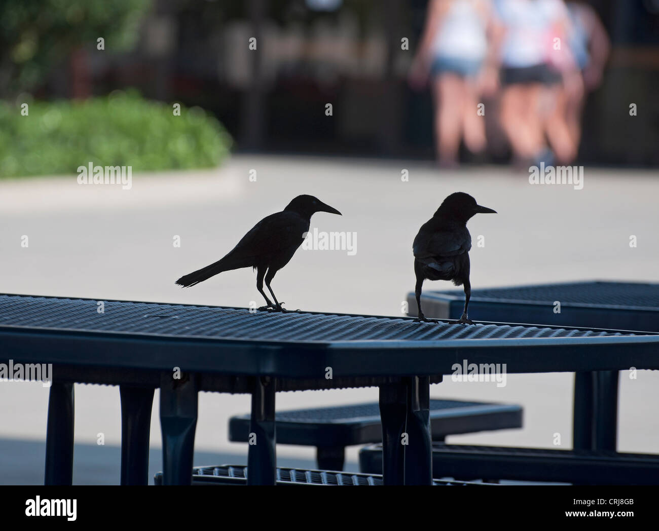 American crows sono sempre più numerosi nelle città e nelle aree urbane, per lavaggio ghiottonerie di sostentamento. Foto Stock
