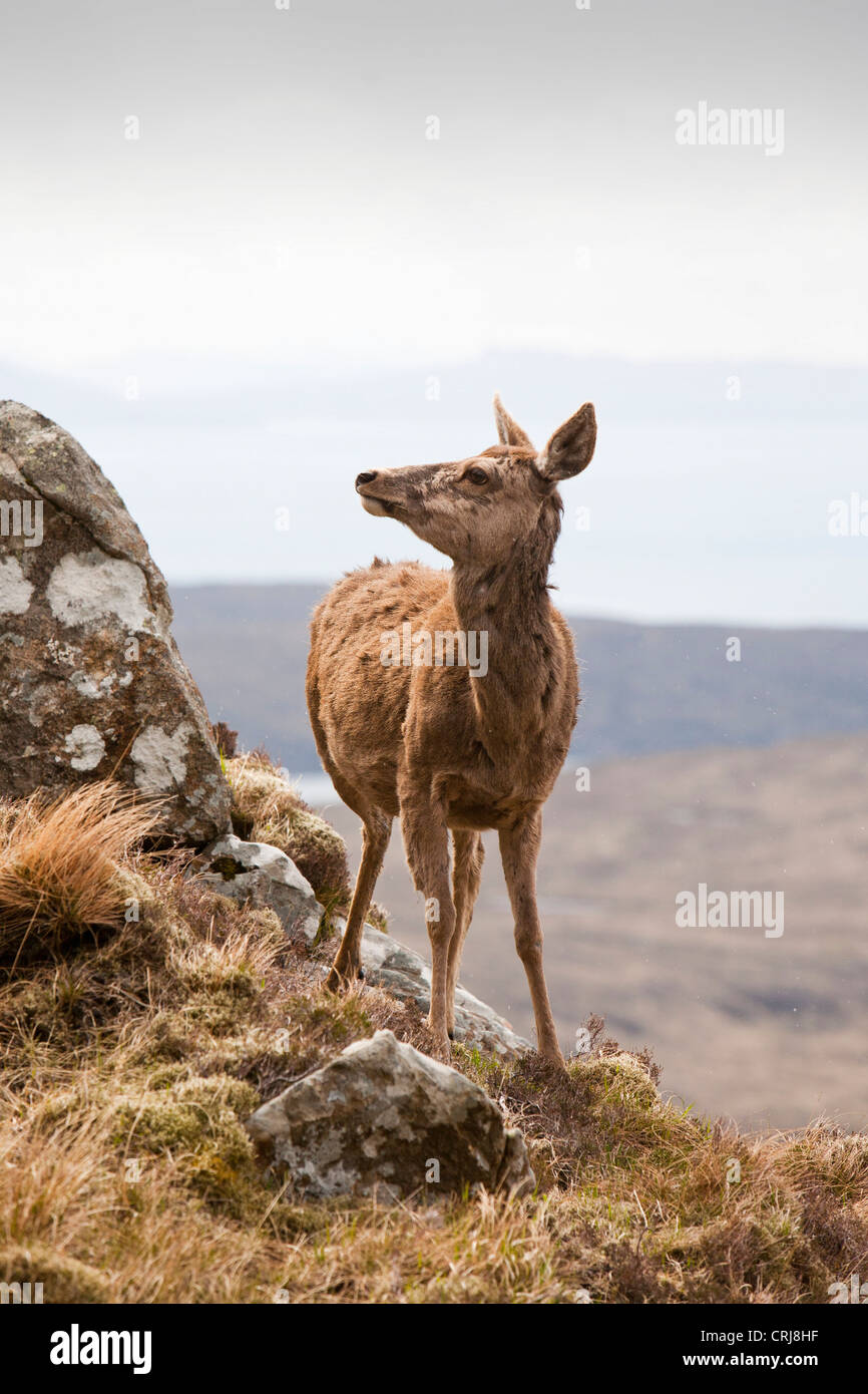 Un Cervo Cervus elaphus sul crinale Cuillin sull'Isola di Skye in Scozia, Regno Unito, al di sopra di Glen fragili. Foto Stock