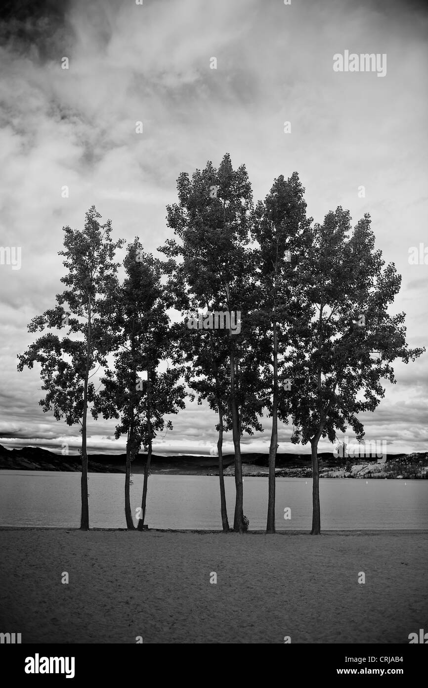 Alberi sul litorale di Kelowna, British Columbia, Canada Foto Stock