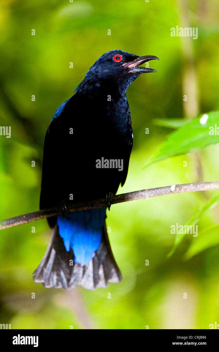 Asian Fairy-maschio bluebird ( Irena puella ) Foto Stock