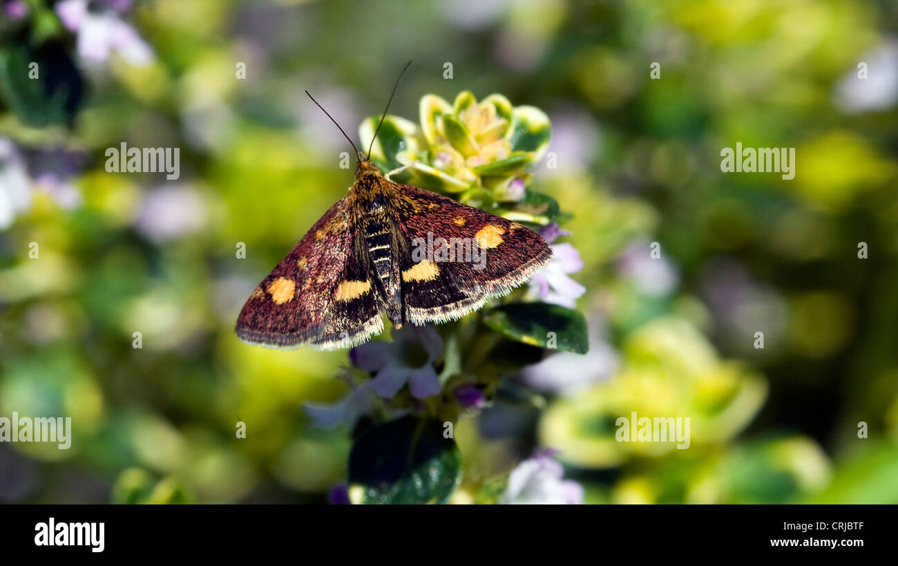 Farfalla in giardino olandese nella natura selvaggia Foto Stock
