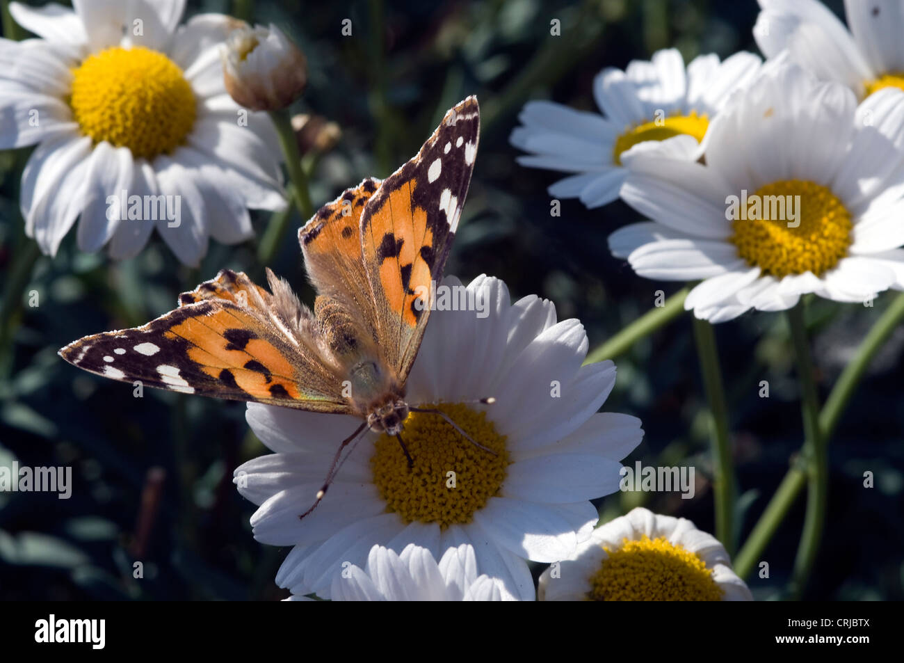 Macro di farfalle Foto Stock