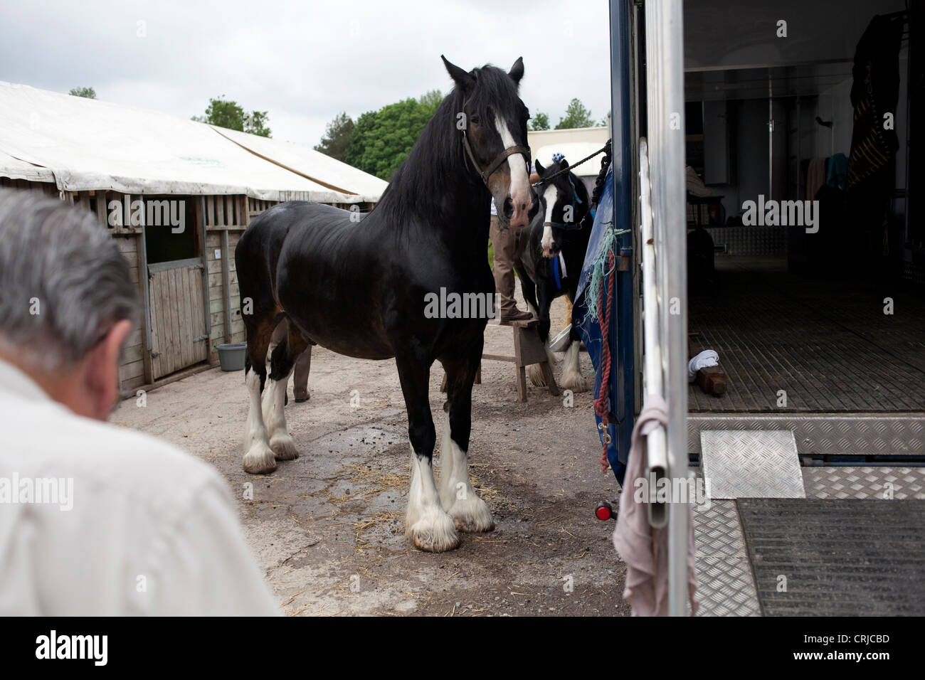 Shire cavalli sono preparate per mostrare al bagno e West spettacolo agricolo a Shepton Mallet. Foto Stock