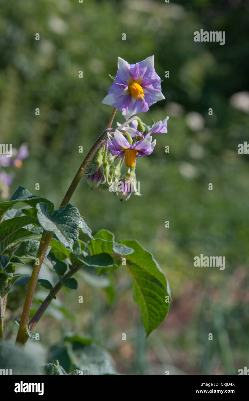 Fiore della pianta di patata nel giardino vegetale Foto Stock