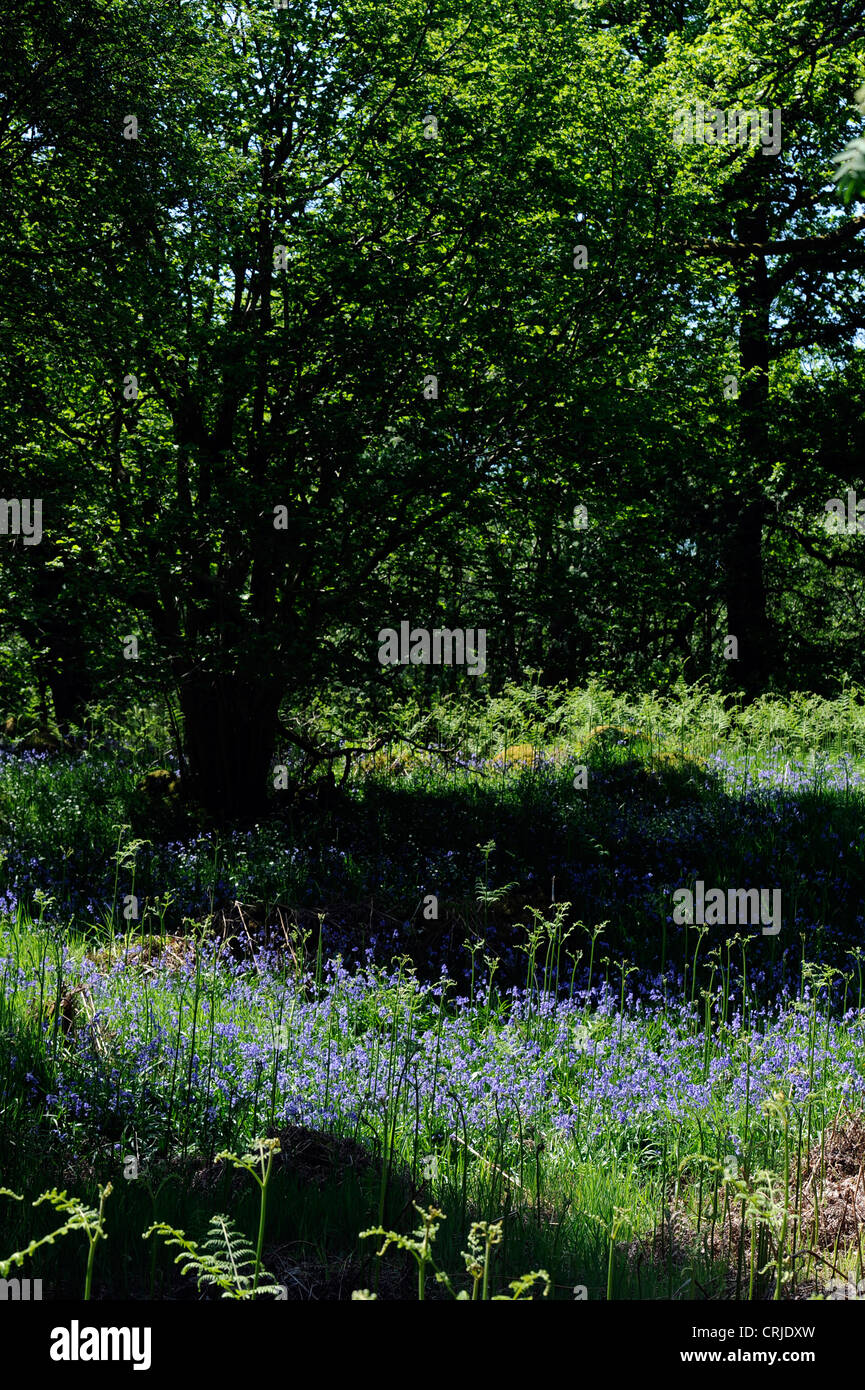 Bluebells in inglese bosco in prossimità di Scafell, Cumbria Foto Stock