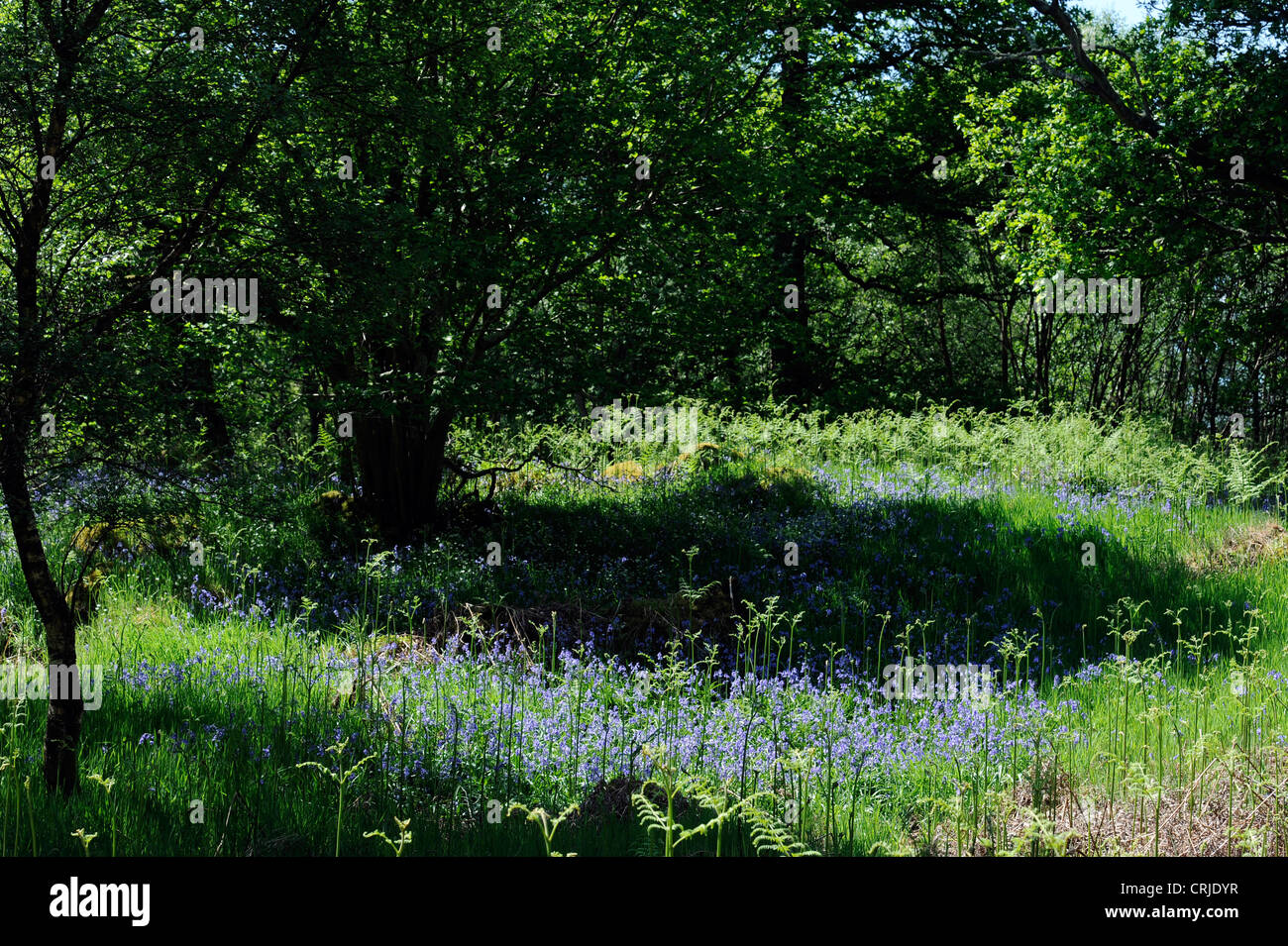 Bluebells in inglese bosco in prossimità di Scafell, Cumbria Foto Stock