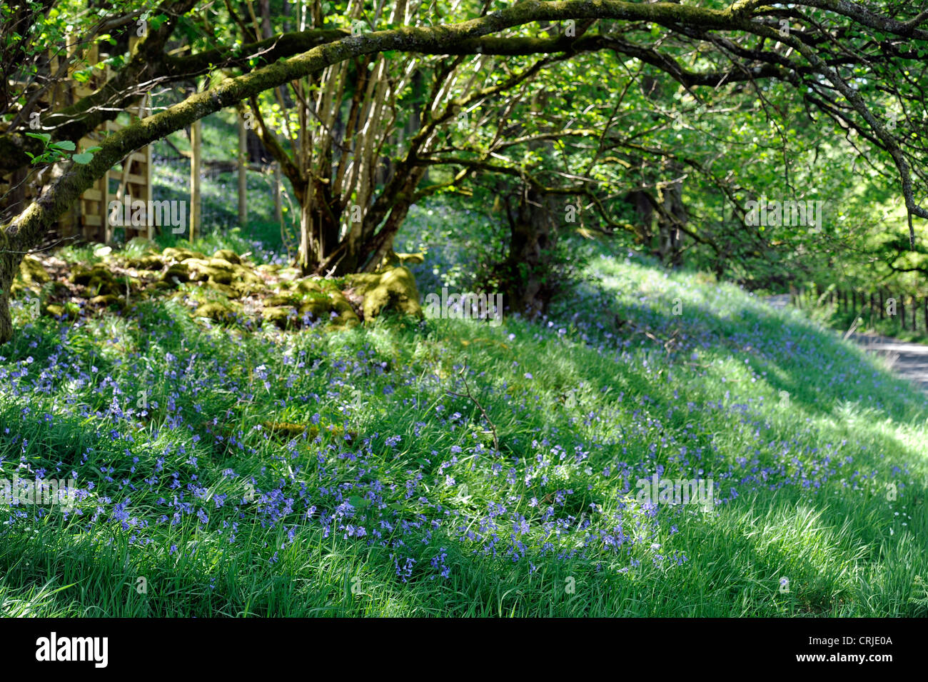 Bluebells in inglese bosco in prossimità di Scafell, Cumbria Foto Stock