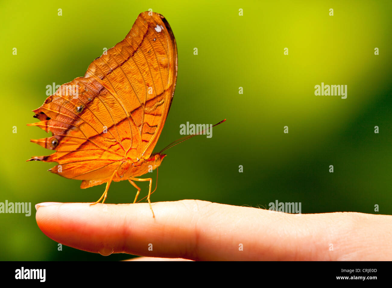 Butterfly ( Dryas iulia ) in un dito Foto Stock