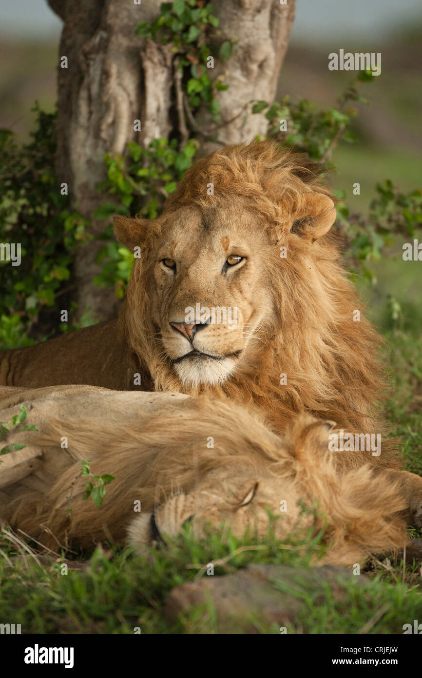 Africa, Kenia Masai Mara Game Reserve, inferiore Mara, Lion Panthera leo, maschi in appoggio Foto Stock