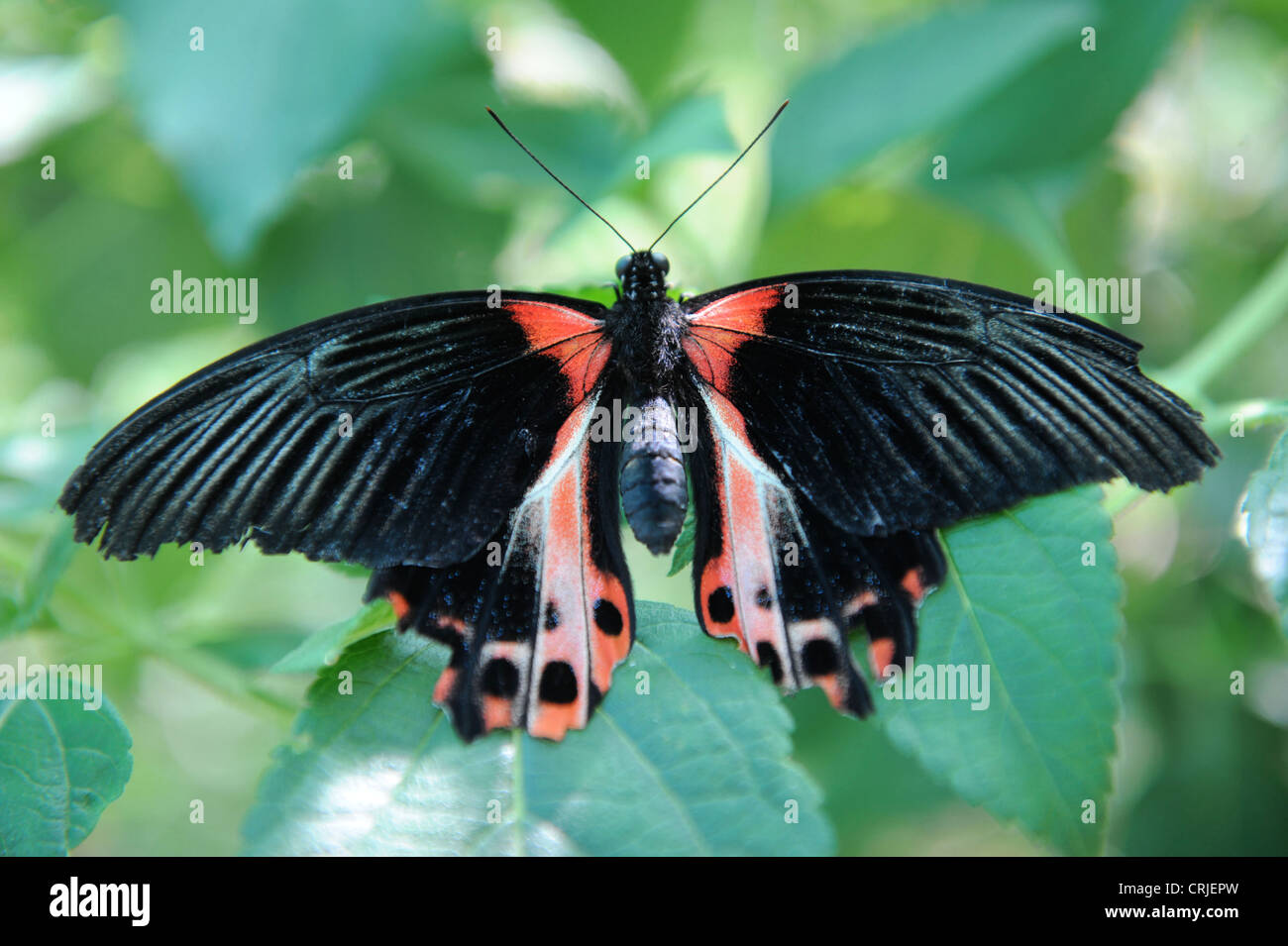 Un Scarlet coda di rondine butterfly Foto Stock