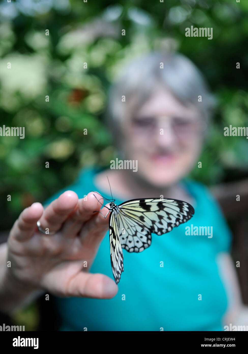 Un visitatore di una casa delle farfalle gestisce un albero bianco Ninfa butterfly Foto Stock
