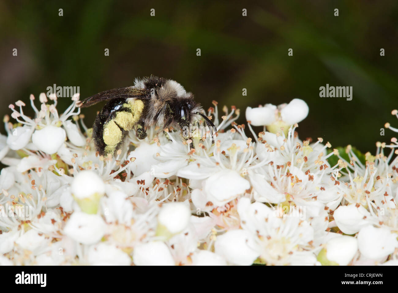 Femmina data mining ashy bee. Foto Stock