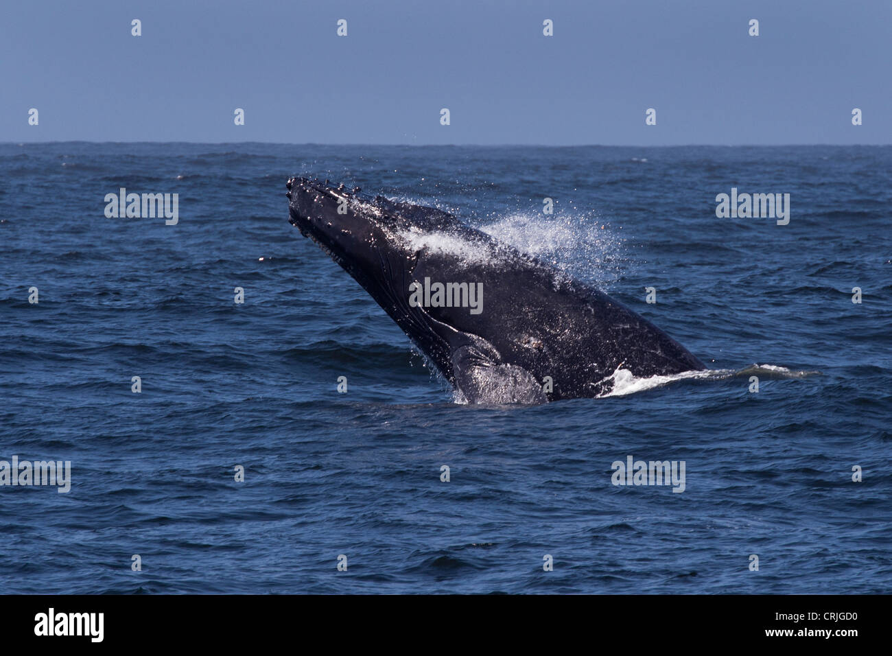Humpback Whale (Megaptera novaeangliae) violare. Monterey, California, Oceano Pacifico. Foto Stock