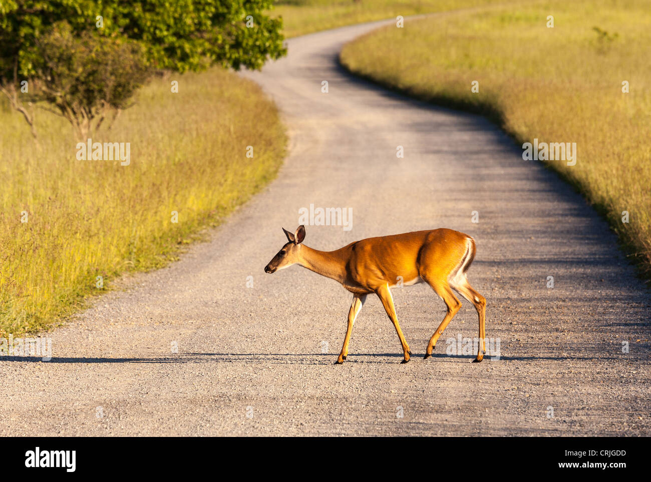 Grande prato nel parco nazionale off Skyline Drive in Shenandoah Valley Virginia è la patria di molti White Tailed Deer Foto Stock