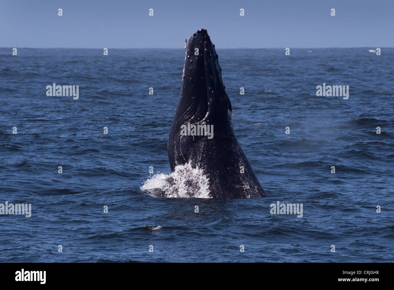 Humpback Whale (Megaptera novaeangliae) violare. Monterey, California, Oceano Pacifico. Foto Stock